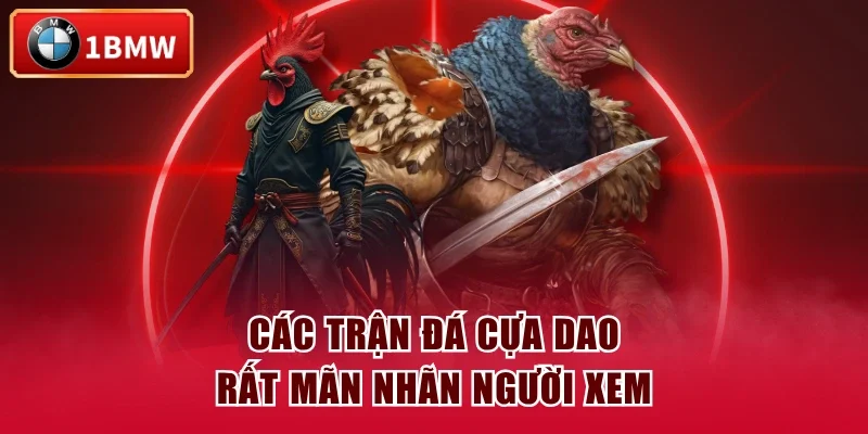 Các trận đá cựa dao rất mãn nhãn người xem Các trận đá cựa dao rất mãn nhãn người xem