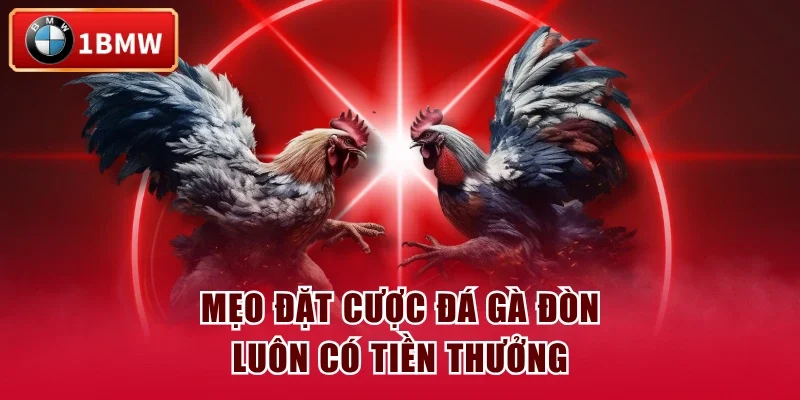 Mẹo đặt cược đá gà đòn luôn có tiền thưởng Mẹo đặt cược đá gà đòn luôn có tiền thưởng