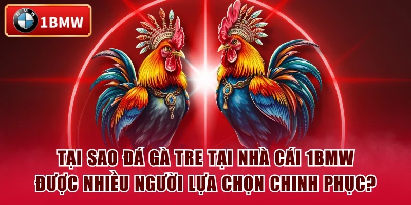 Tại sao đá gà tre tại nhà cái 1BMW được nhiều người lựa chọn chinh phục?